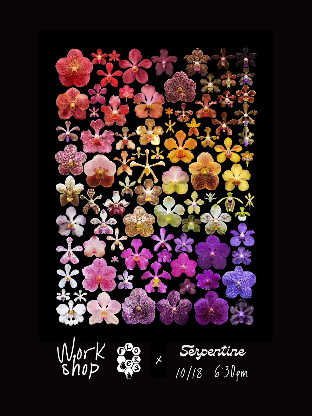Orchids for October
