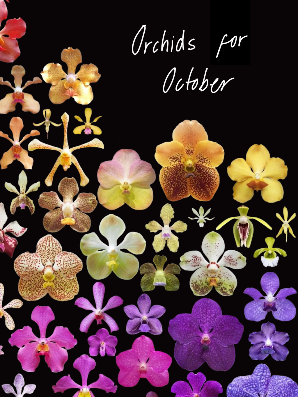 Orchids for October