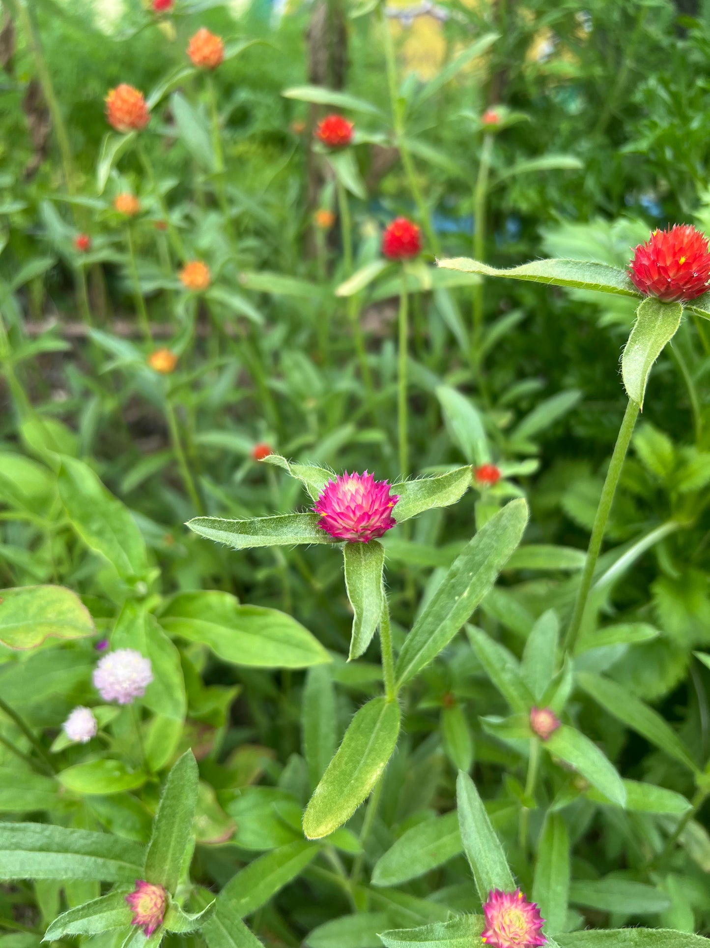 GLOBE AMARANTH LOLLIPOP